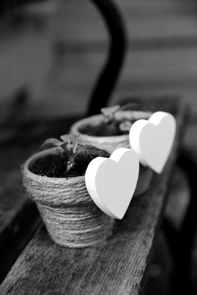 heart, white heart, plant pot, little plants, love, romance, romantic, valentine's day, happiness, feelings, affection, relationship, decoration, symbol, black-and-white, cord
