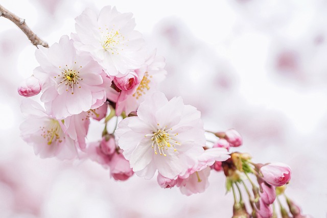 cherry blossoms, petals, nature, tree, spring, sakura, bloom, blossom, close up, pastel, romantic, pink, light, lighting, atmospheric, tender, feeling world, eastercollection, cherry blossoms, spring, sakura, sakura, sakura, sakura, sakura, pastel